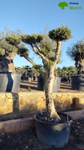 OLEA EUROPAEA C230L - 85cm 60/80 PON PON