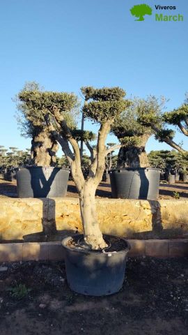 OLEA EUROPAEA C230L - 85cm 60/80 PON PON