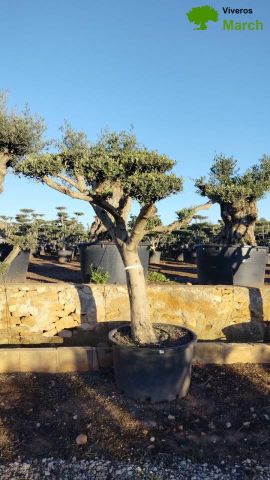 OLEA EUROPAEA C230L - 85cm 60/80 PON PON