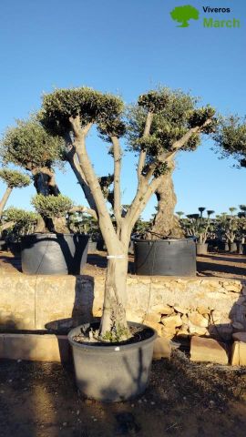 OLEA EUROPAEA C230L - 85cm 60/80 PON PON