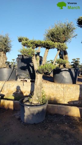OLEA EUROPAEA C230L - 85cm 60/80 PON PON