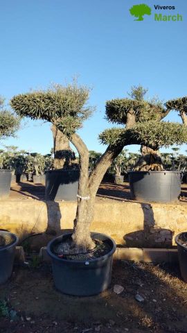 OLEA EUROPAEA C230L - 85cm 60/80 PON PON