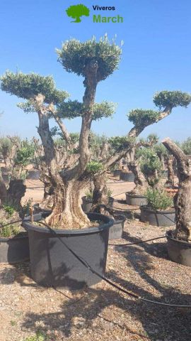 OLEA EUROPAEA C500L - 118cm 80/100 PON PON