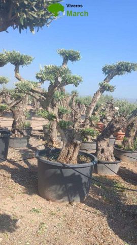 OLEA EUROPAEA C500L - 118cm 80/100 PON PON