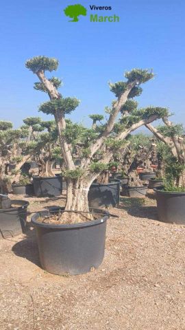OLEA EUROPAEA C500L - 118cm 80/100 PON PON