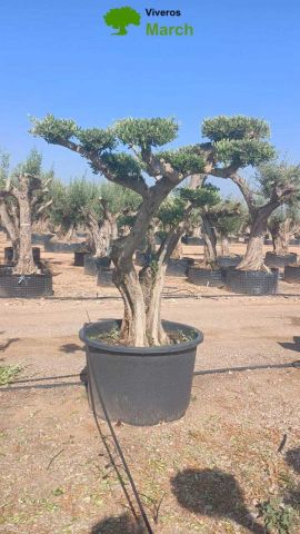 OLEA EUROPAEA C500L - 118cm 80/100 PON PON