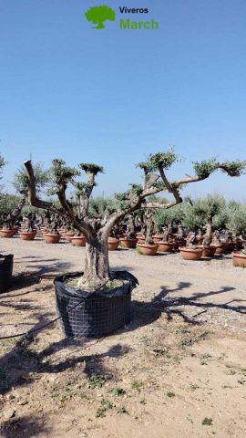 OLEA EUROPEA CPTM 100/120 PON PON