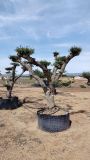 OLEA EUROPEA CPTM 100/120 PON PON