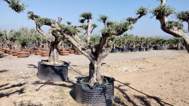 OLEA EUROPEA CPTM 100/120 PON PON