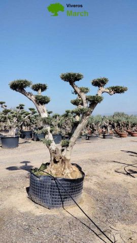 OLEA EUROPEA CPTM 100/120 PON PON