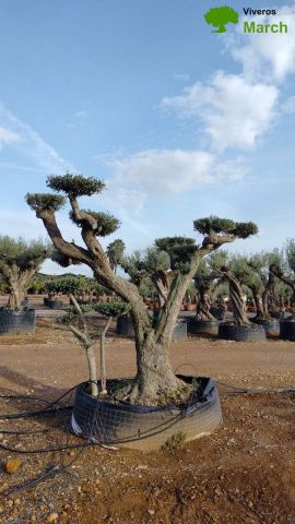 OLEA EUROPEA CPTM 100/120 PON PON