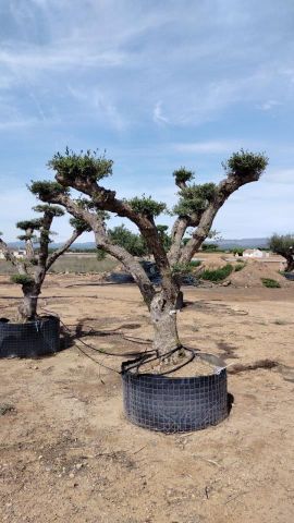OLEA EUROPEA CPTM 100/120 PON PON