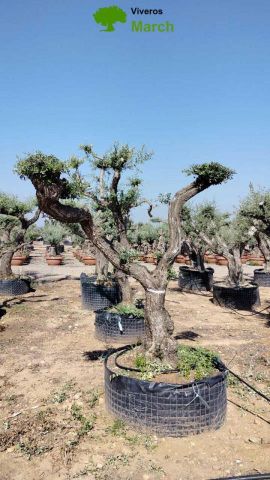 OLEA EUROPEA CPTM 60/80 PON PON