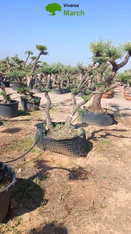 OLEA EUROPEA CPTM 60/80 PON PON