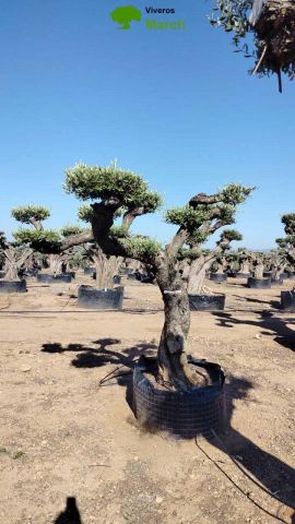 OLEA EUROPEA CPTM 80/100 PON PON