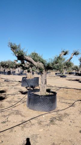 OLEA EUROPEA CPTM 80/100 PON PON
