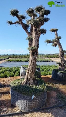 OLEA EUROPAEA - PON PON 80/100 HT 350/450