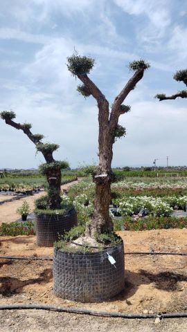 OLEA EUROPAEA - PON PON 80/100 HT 350/450