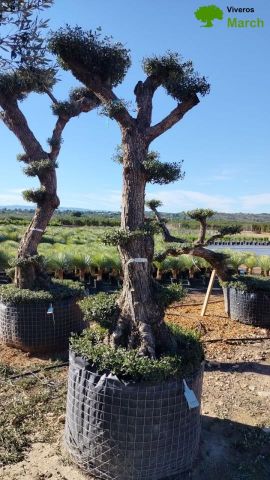 OLEA EUROPAEA - PON PON 80/100 HT 350/450