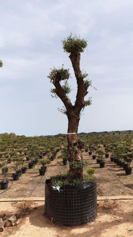 OLEA EUROPAEA - PON PON 80/100 HT 350/450