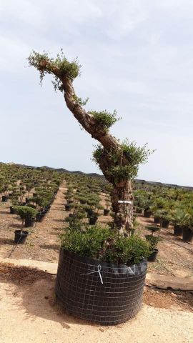 OLEA EUROPAEA - PON PON 80/100 HT 350/450