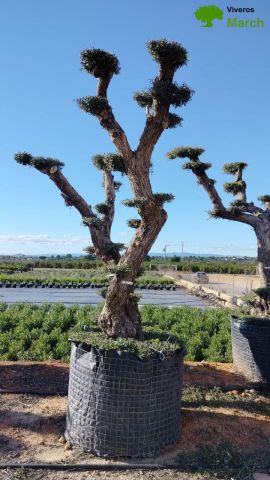OLEA EUROPAEA - PON PON 100/120 HT 350/450