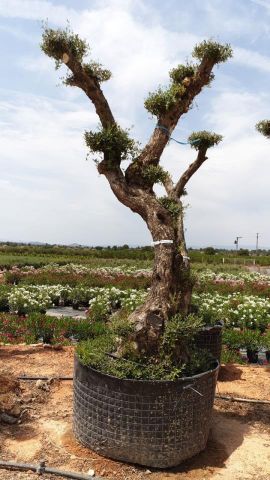 OLEA EUROPAEA - PON PON 100/120 HT 350/450