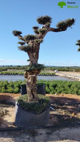 OLEA EUROPAEA - PON PON 100/120 HT 350/450