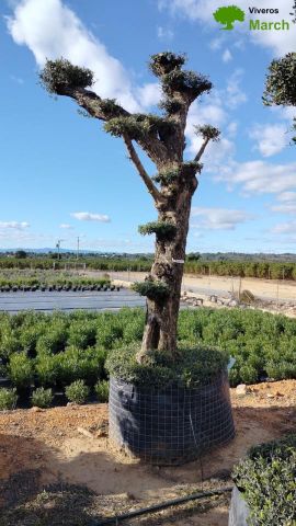 OLEA EUROPAEA - PON PON 100/120 HT 350/450