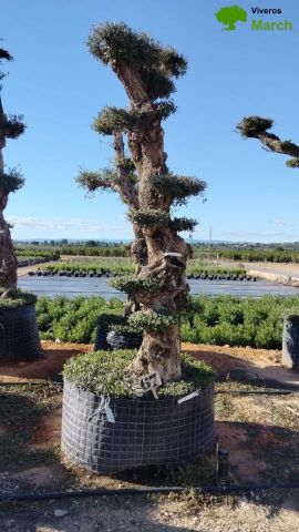 OLEA EUROPAEA - PON PON 100/120 HT 350/450