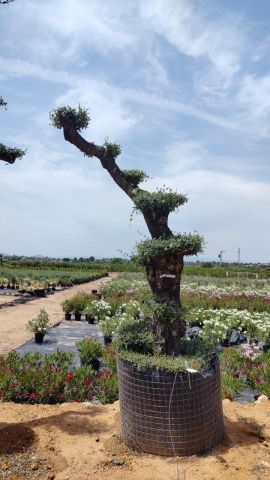 OLEA EUROPAEA - PON PON 100/120 HT 350/450