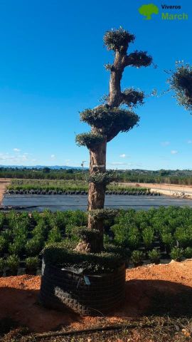 OLEA EUROPAEA - PON PON 100/120 HT 350/450
