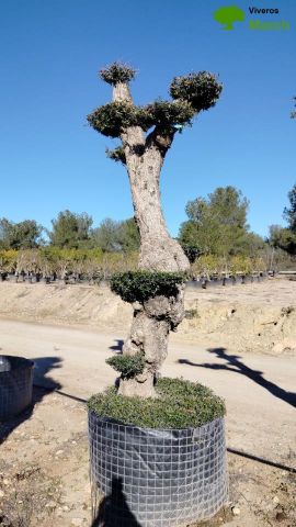 OLEA EUROPAEA - PON PON 100/120 HT 350/450