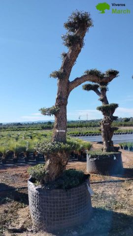 OLEA EUROPAEA - PON PON 100/120 HT 350/450