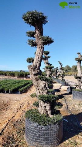 OLEA EUROPAEA - PON PON 100/120 HT 350/450