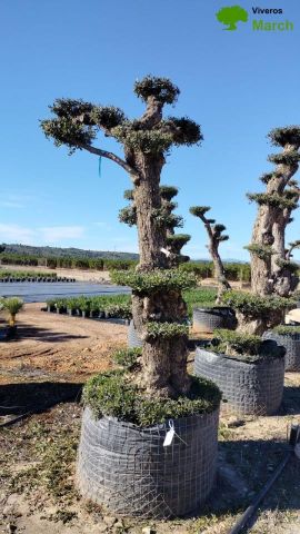 OLEA EUROPAEA - PON PON 100/120 HT 350/450