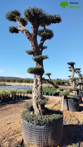 OLEA EUROPAEA - PON PON 100/120 HT 350/450
