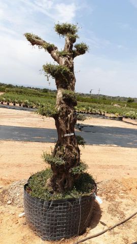 OLEA EUROPAEA - PON PON 100/120 HT 350/450