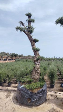 OLEA EUROPAEA - PON PON 100/120 HT 350/450