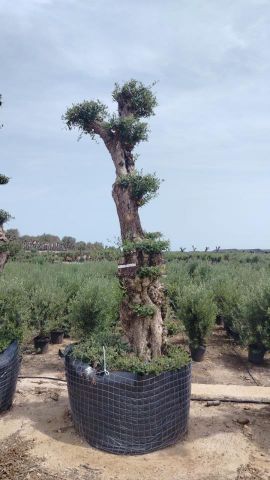 OLEA EUROPAEA - PON PON 100/120 HT 350/450