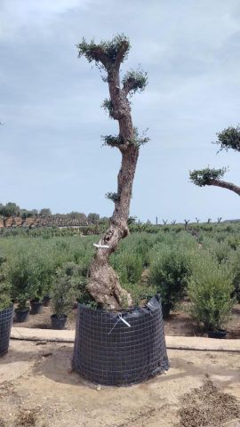 OLEA EUROPAEA - PON PON 100/120 HT 350/450
