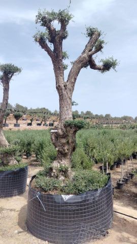 OLEA EUROPAEA - PON PON 100/120 HT 350/450