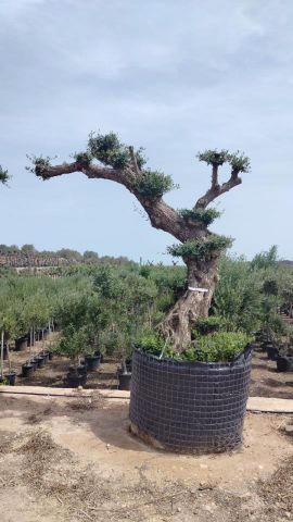 OLEA EUROPAEA - PON PON 100/120 HT 350/450