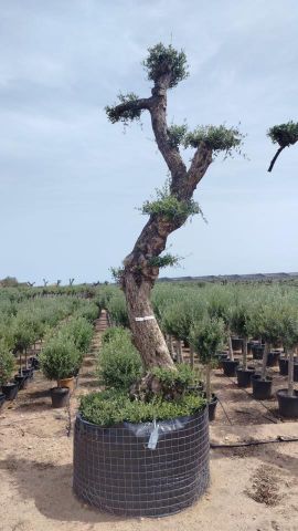 OLEA EUROPAEA - PON PON 100/120 HT 350/450
