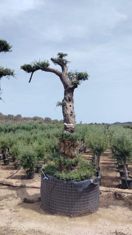 OLEA EUROPAEA - PON PON 100/120 HT 350/450