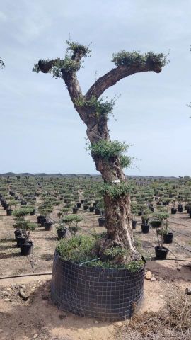 OLEA EUROPAEA - PON PON 100/120 HT 350/450