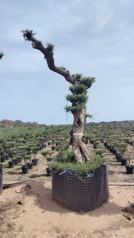 OLEA EUROPAEA - PON PON 100/120 HT 350/450