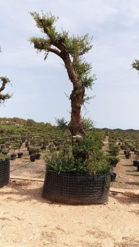 OLEA EUROPAEA - PON PON 100/120 HT 350/450