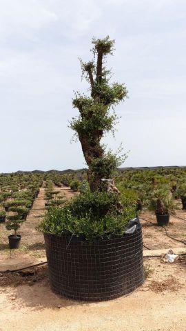 OLEA EUROPAEA - PON PON 100/120 HT 350/450