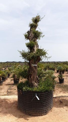 OLEA EUROPAEA - PON PON 100/120 HT 350/450